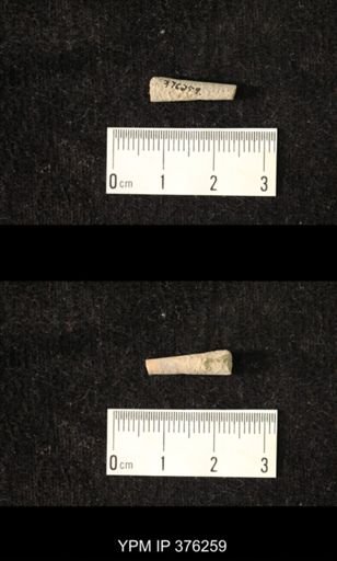 Pseudorthoceras knoxense