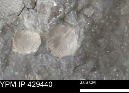 Devonochonetes scitulus
