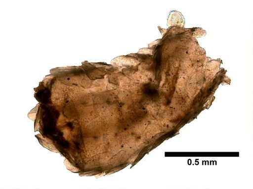 Thouarella aurea