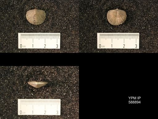 Dalmanella testudinaria