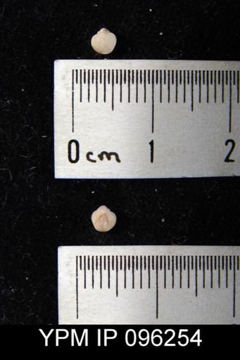undet. Ambocoeliidae
