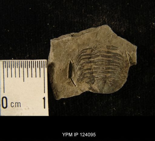 Phacops rana