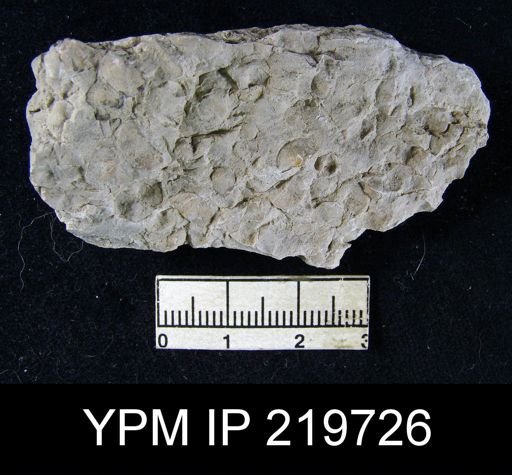 Chonetina flemingi var. plebeia