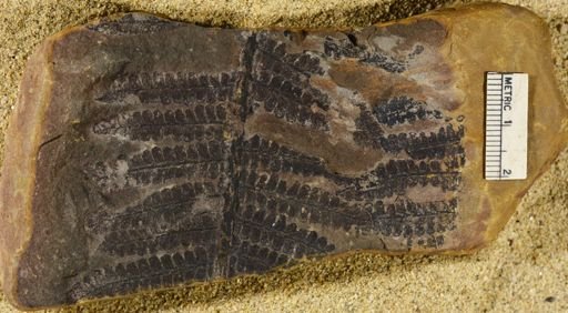 Pecopteris