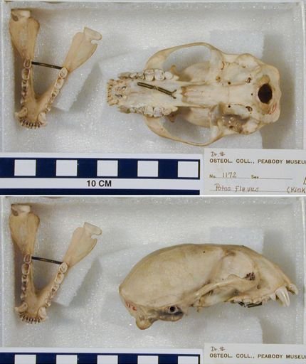 Potos flavus