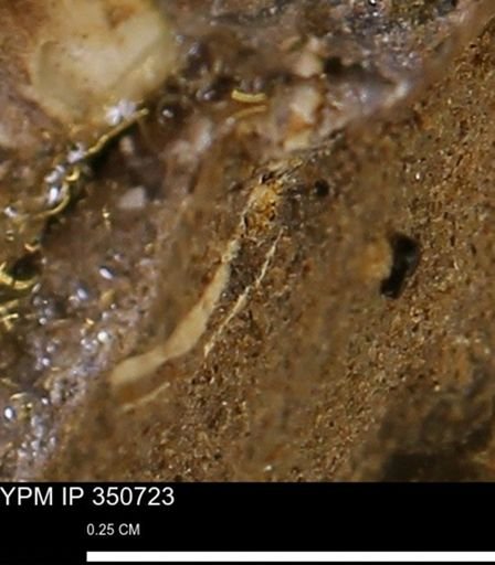 undet. Mollusca