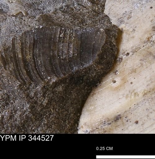 Limopsis striatopunctatus