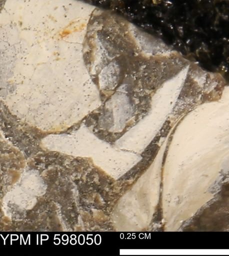 Protocardia?