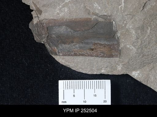undet. Eurypterida