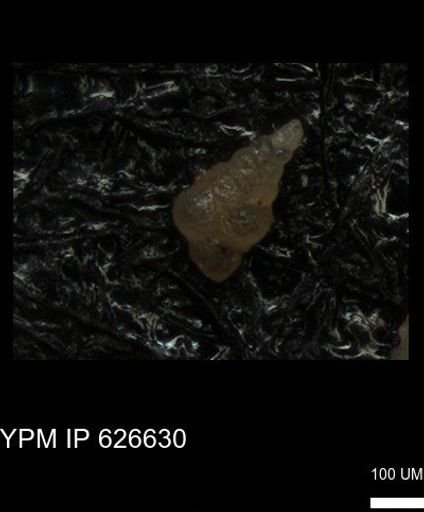 undet. Foraminiferida