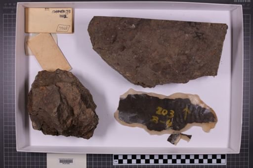mixed taxa, stratigraphic collection