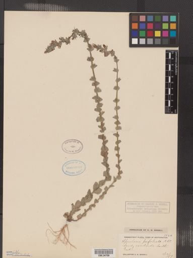 Legousia perfoliata