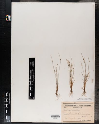 Scirpus
