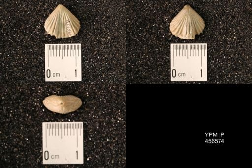Rhynchonella dentata