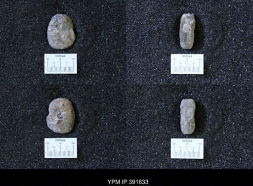 Scaphites whitfieldi