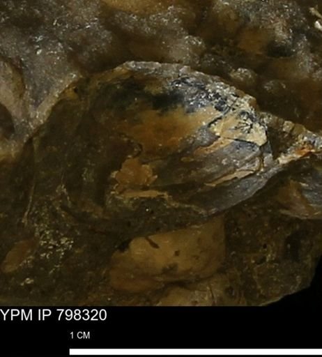 Protocardia sp.