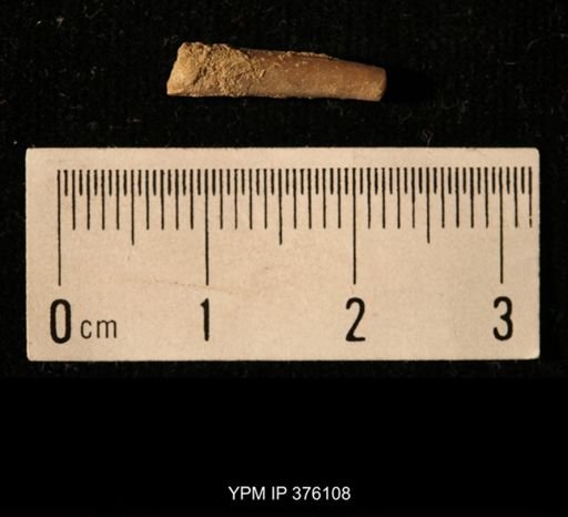 Pseudorthoceras knoxense
