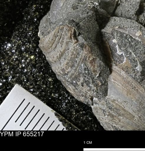 undet. Bivalvia