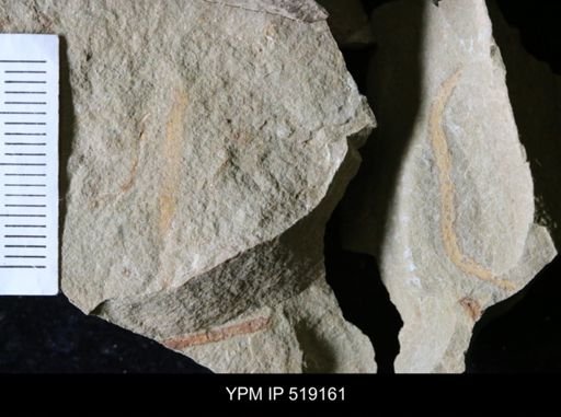 undet. Ichnofossil