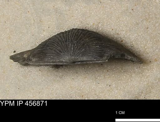 Stropheodonta sp.