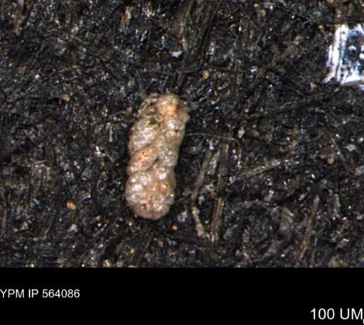 Ammobaculoides whitneyi