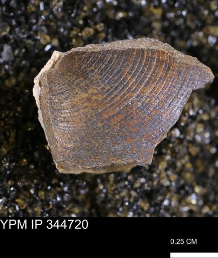Limopsis striatopunctatus