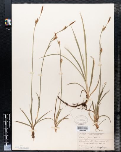 Carex panicea