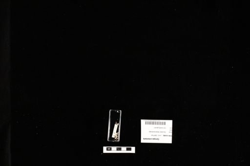Cynops orientalis