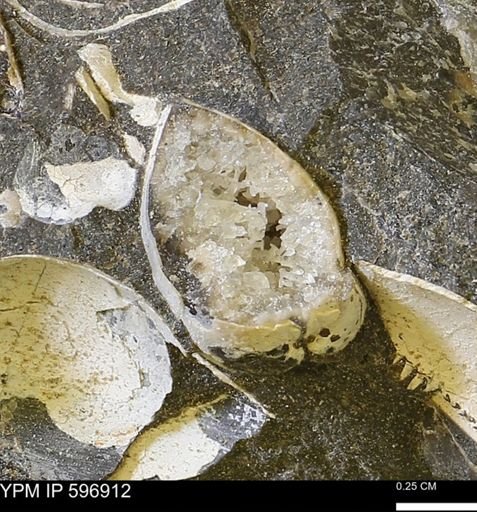 undet. Bivalvia