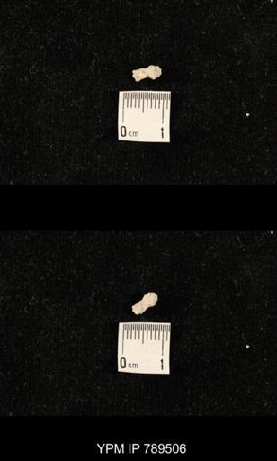 undet. Bryozoa