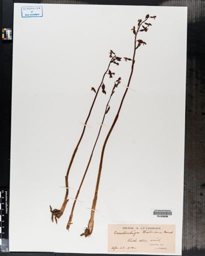 Corallorrhiza