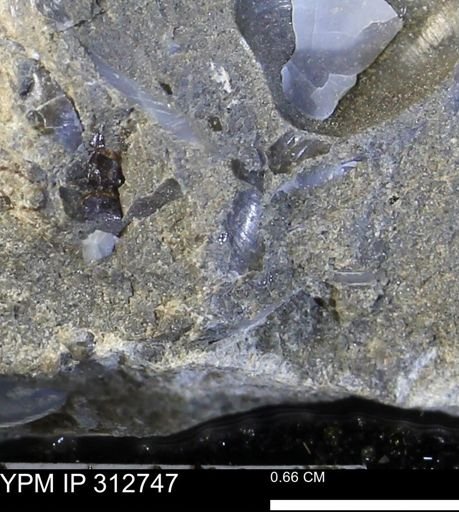 undet. Bivalvia
