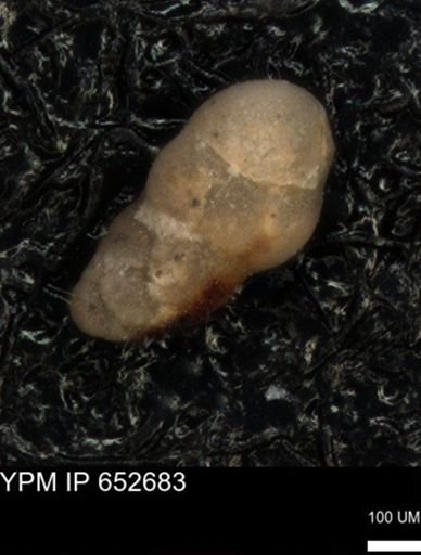 undet. Foraminiferida