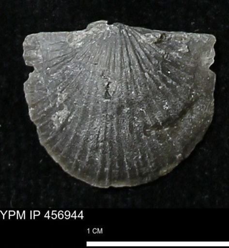 Stropheodonta sp.
