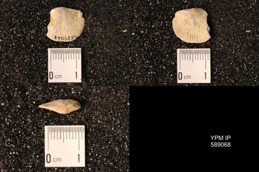 Dinorthis subquadrata