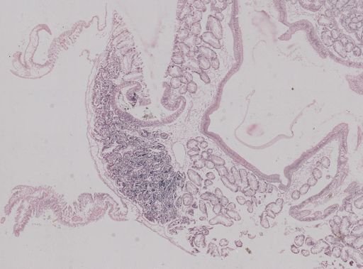 Crassostrea virginica