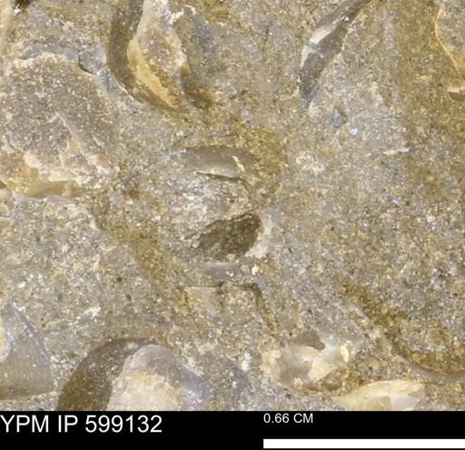 undet. Bryozoa