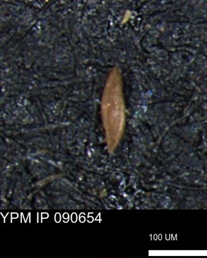 Miliammina cf. sproulei