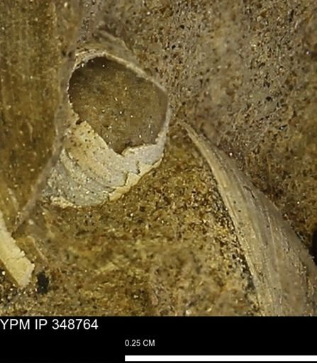 undet. Bivalvia
