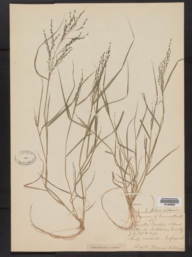 Eragrostis pilosa
