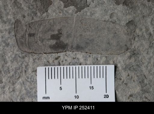 undet. Eurypterida