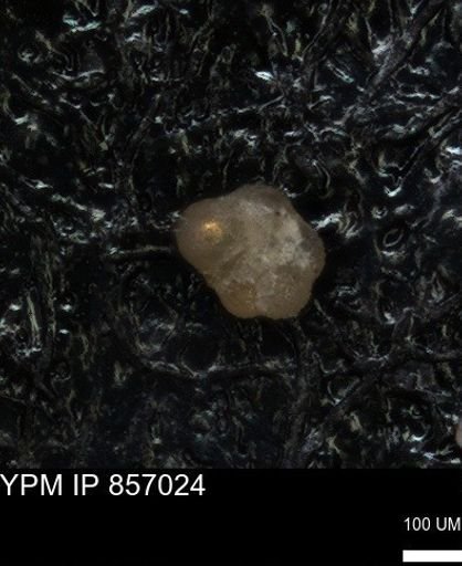 undet. Foraminiferida