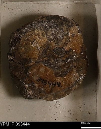 Scaphites sp.