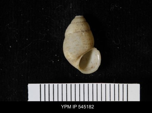 Chondropoma sp.