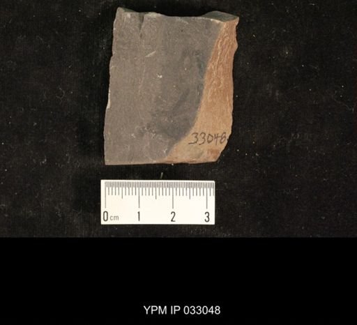 Mormolucoides articulatus