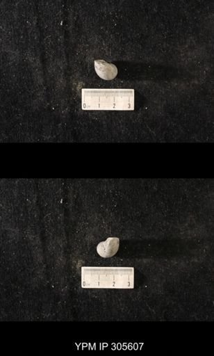 Sinuites bilobatus
