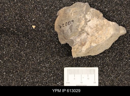 Clioscaphites vermiformis