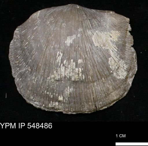 Stropheodonta callawayensis