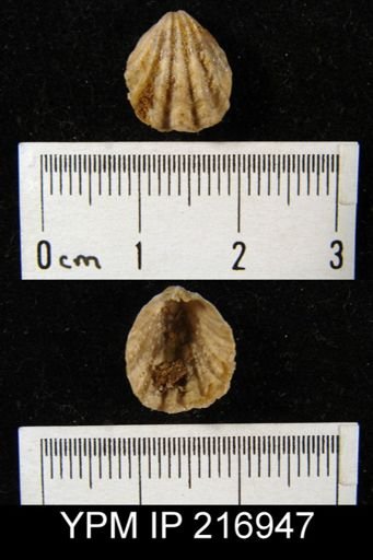 Hustedia sp.