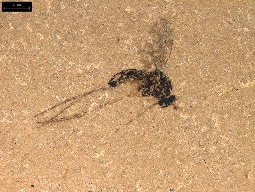 undet. Diptera
